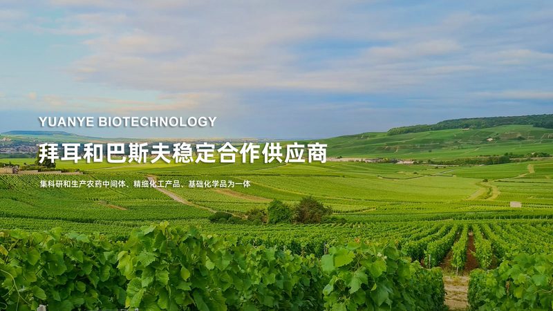小鼠原代细胞培养：从细胞到药物研发的关键步骤**