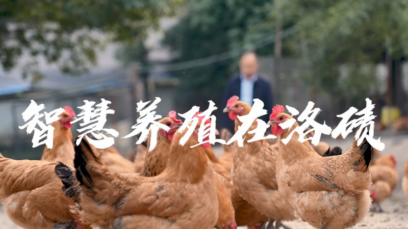 宠物抗体检测试剂盒加盟代理：揭秘其背后的技术奥秘
